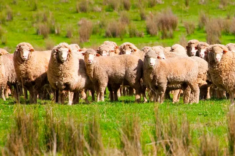 Seventh view of Homely rural property listing, Kincora Lane, Gundagai NSW 2722