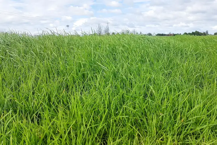 Fourth view of Homely rural property listing, LOT 84 Second Lane, Kempsey NSW 2440