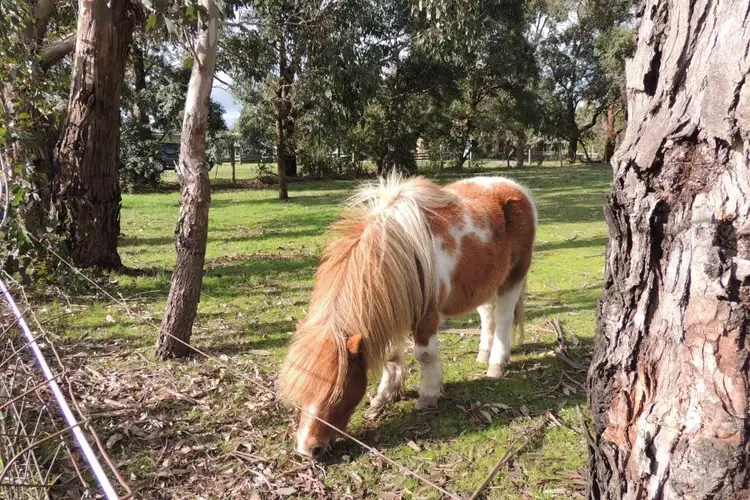 Fifth view of Homely house listing, 10-20 Collett Street, Longwarry VIC 3816