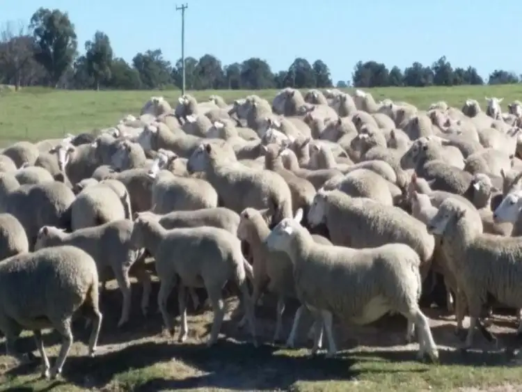 Seventh view of Homely rural property listing, 513 Westbrook Road, Guyra NSW 2365