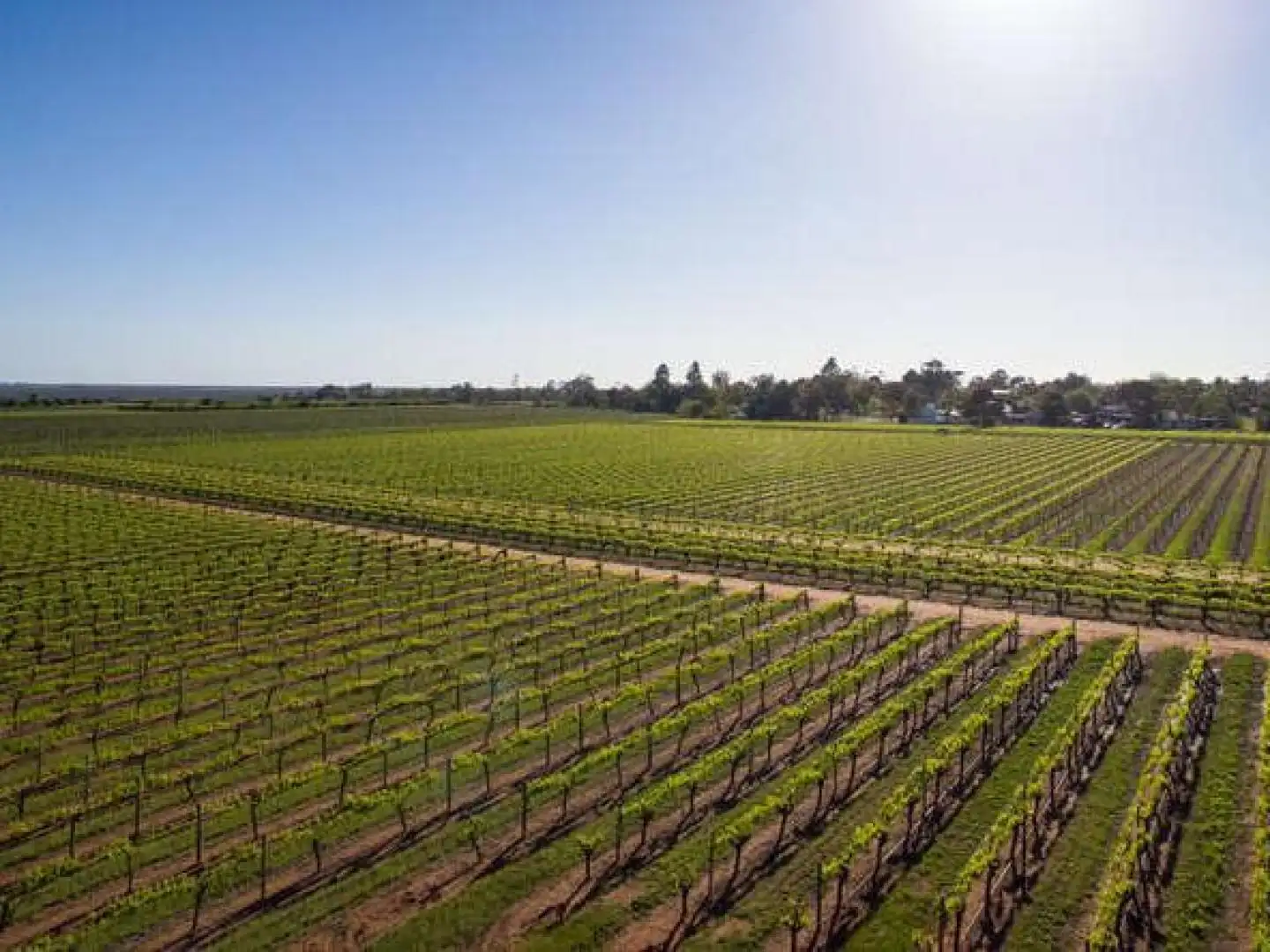 Main view of Homely rural property listing, 67 Quandong Avenue, Merbein VIC 3505