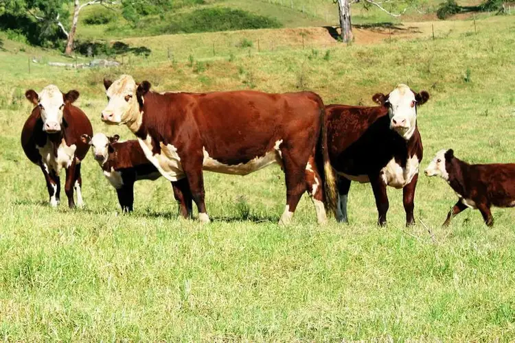 Fifth view of Homely land listing, 120 Silverdale Road, The Oaks NSW 2570