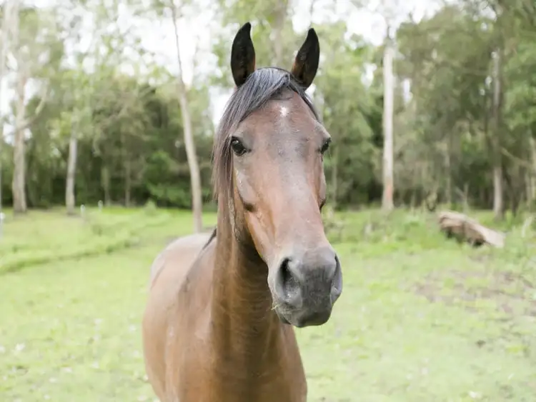 Fourth view of Homely rural property listing, 10-16 Boundary Road, Thornlands QLD 4164