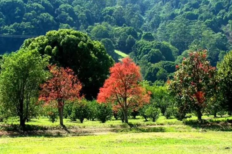 Sixth view of Homely house listing, 397 Gungas Road, Nimbin NSW 2480