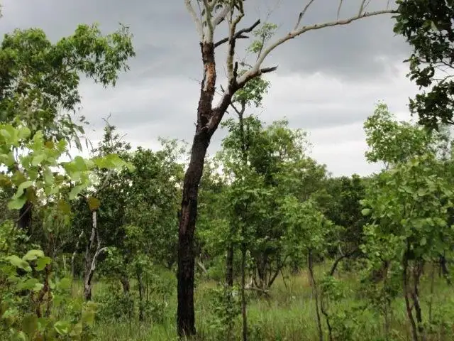 Fifth view of Homely rural property listing, LOT 6 Parkin Road, Fly Creek NT 822