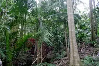 Fifth view of Homely rural property listing, 1073 Williams Road, Nimbin NSW 2480