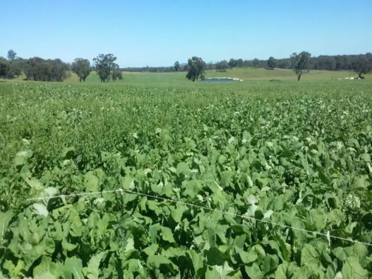 Third view of Homely rural property listing, 513 Westbrook Road, Guyra NSW 2365