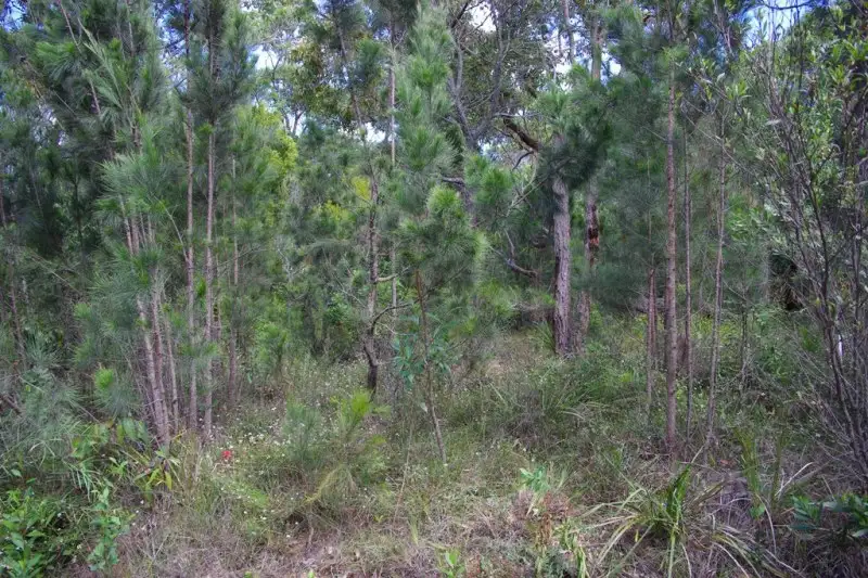 Main view of Homely land listing, 176 Wallaga Lake Road, Wallaga Lake NSW 2546