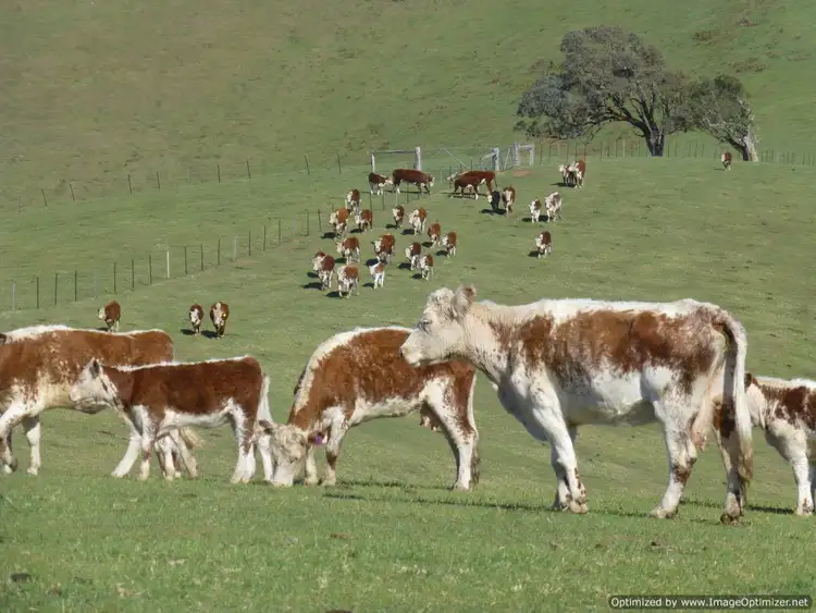 Fifth view of Homely rural property listing, Reedy Creek Road, Ensay VIC 3895