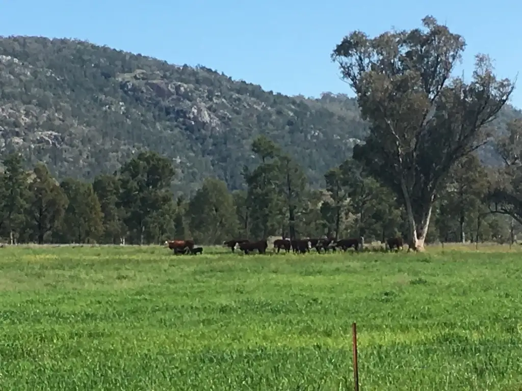 Main view of Homely rural property listing, 1778 Piallaway Road, Currabubula NSW 2342