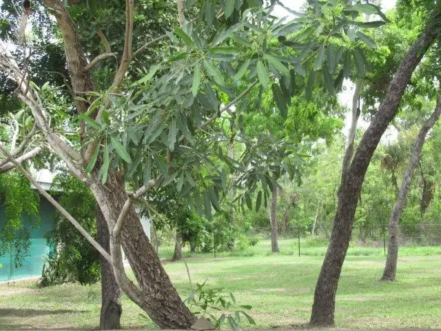 Third view of Homely rural property listing, 31 Austin Street, Southport NT 822