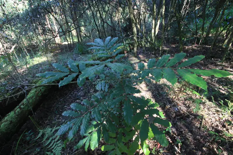 Seventh view of Homely rural property listing, 30/1157 Stony Chute Road, Nimbin NSW 2480