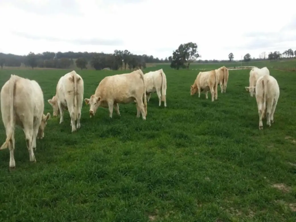 Main view of Homely rural property listing, 513 Westbrook Road, Guyra NSW 2365