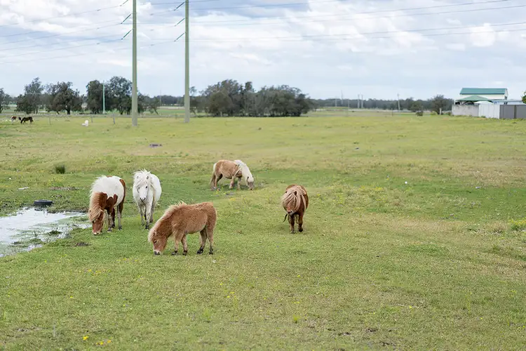 Seventh view of Homely house listing, 7 Peewee Close, Woodberry NSW 2322