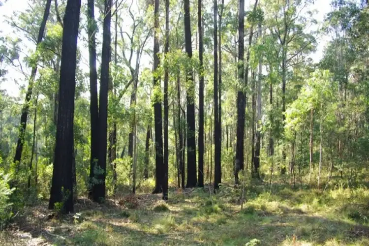 Sixth view of Homely rural property listing, LOT 35 Murrabrine Road, Yowrie NSW 2550