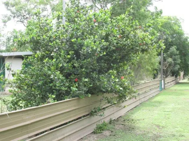 Seventh view of Homely rural property listing, 31 Austin Street, Southport NT 822