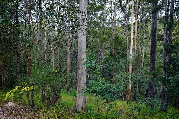 Fourth view of Homely rural property listing, 849 Gold Coast-Springbrook Road, Austinville QLD 4213