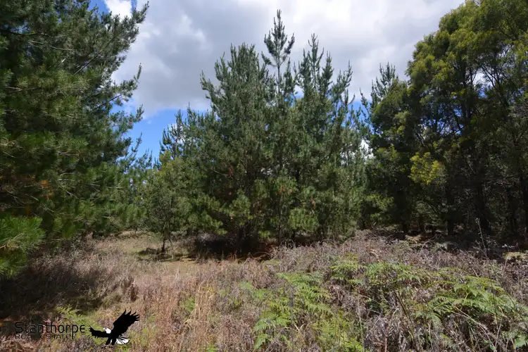 Fifth view of Homely rural property listing, LOT 184 South Drive, Sugarloaf QLD 4380