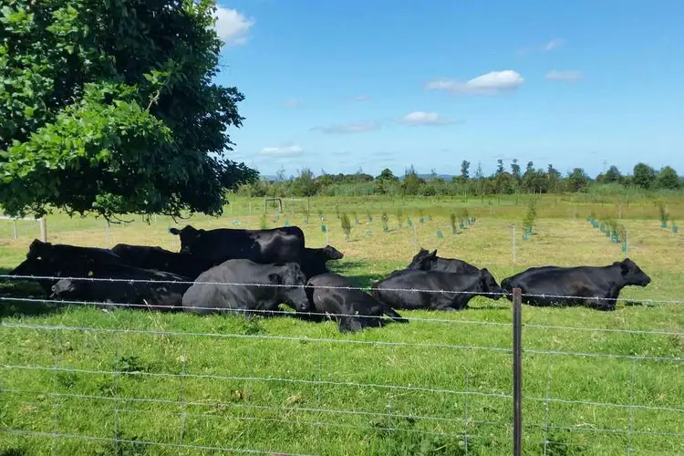 28 Banool Circuit, Bomaderry NSW 2541