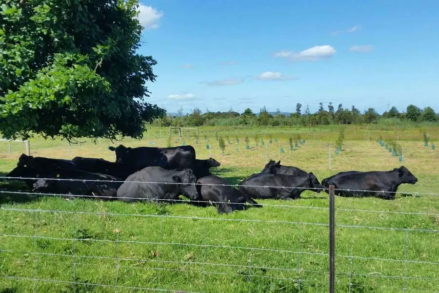 Main view of Homely house listing, 28 Banool Circuit, Bomaderry NSW 2541