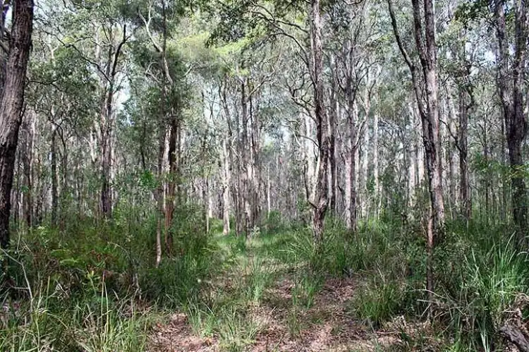 Sixth view of Homely rural property listing, Lot 6 Maria River Road, Crescent Head NSW 2440