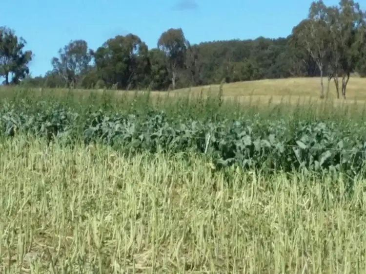 Fourth view of Homely rural property listing, 513 Westbrook Road, Guyra NSW 2365