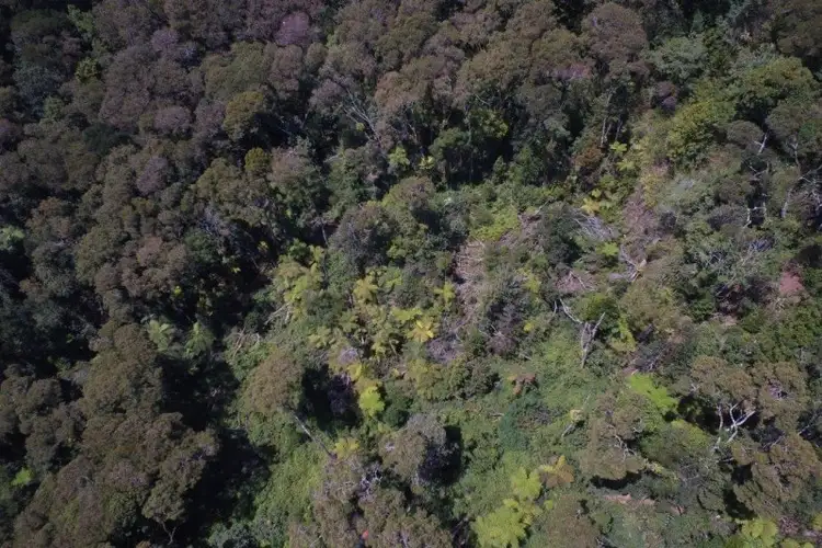 Fifth view of Homely land listing, 132 Repeater Station Road, Springbrook QLD 4213