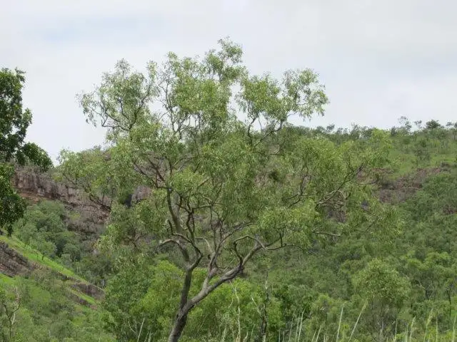 Seventh view of Homely rural property listing, Lot 5213 Dorat Road, Robin Falls NT 822