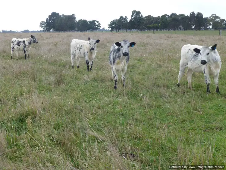 Third view of Homely rural property listing, 205 Buchanans Road, Bairnsdale VIC 3875