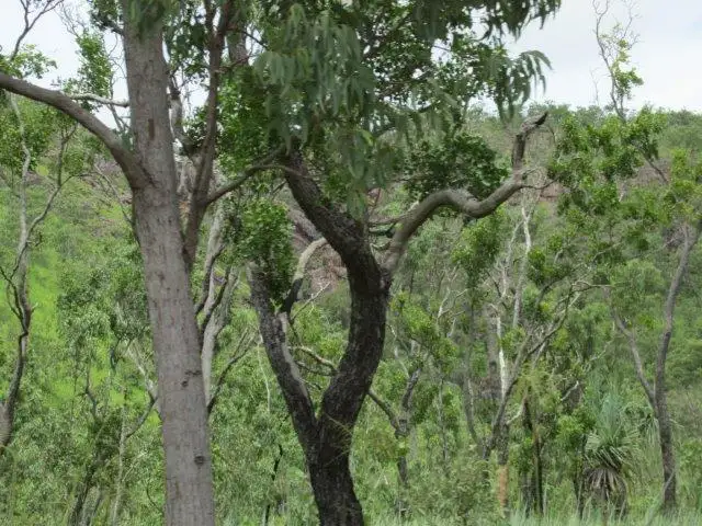 Fifth view of Homely rural property listing, Lot 5213 Dorat Road, Robin Falls NT 822
