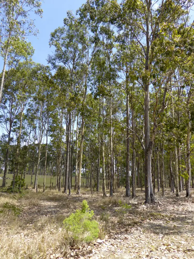 Third view of Homely land listing, Lot 9 Pandana Close, Lawrence NSW 2460