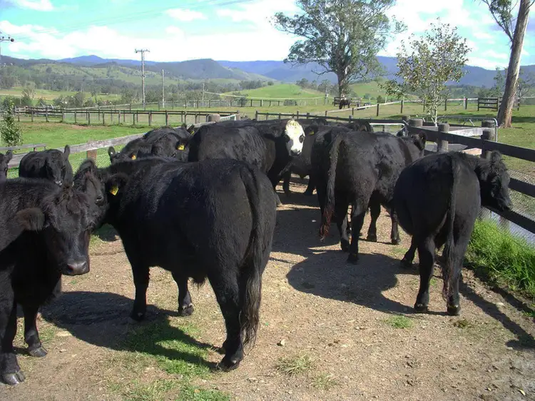 Sixth view of Homely rural property listing, 1110 Barrington West Road, Barrington NSW 2422