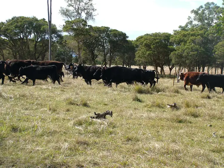 Fourth view of Homely rural property listing, 171 Upper Avon Road, Gloucester NSW 2422