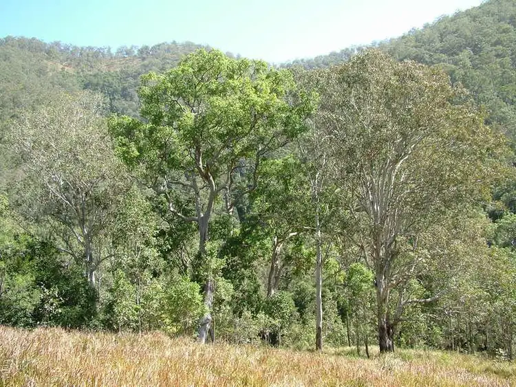Sixth view of Homely rural property listing, - Moppy Road, Rawdon Vale NSW 2422