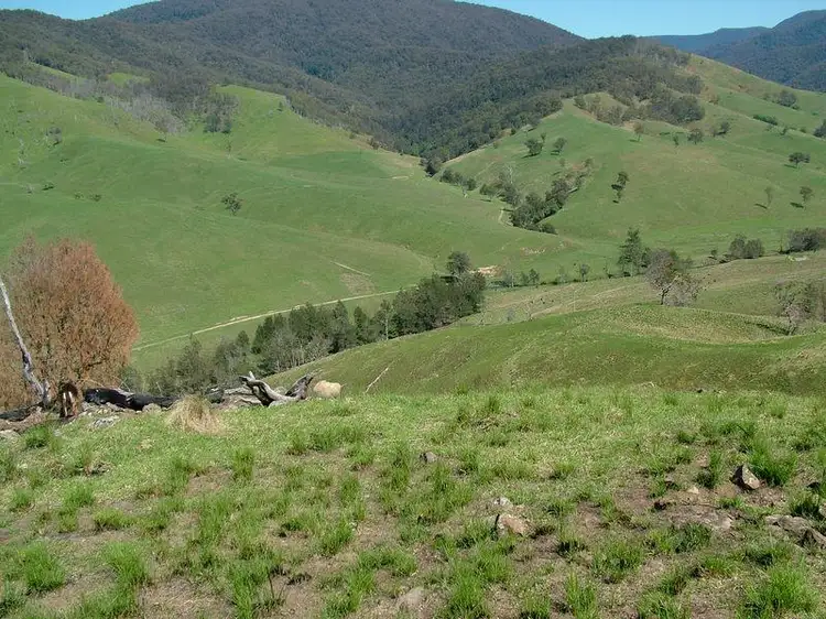 Main view of Homely rural property listing, - MOPPY CREEK Road, Moppy NSW 2422