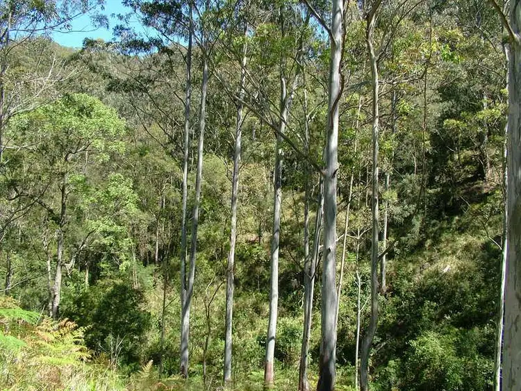 Sixth view of Homely rural property listing, - MOPPY CREEK Road, Moppy NSW 2422