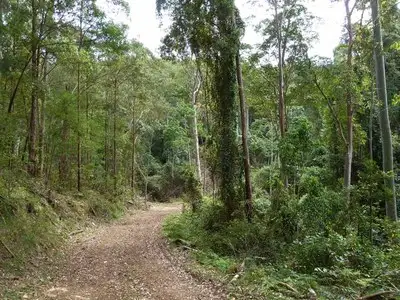 Main view of Homely rural property listing, 346 Crowthers Road,, Stratford NSW 2422