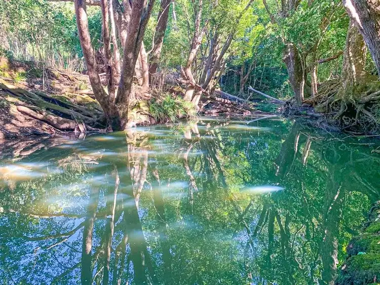 Sixth view of Homely land listing, LOT Lot 20, 4 Blue Knob Rd, Nimbin NSW 2480
