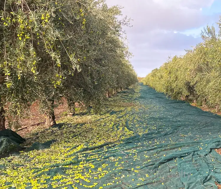 Fifth view of Homely rural property listing, 58 Benlow Road, Waikerie SA 5330