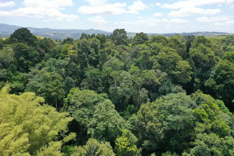 Fourth view of Homely rural property listing, Lot 1 Palmerston Highway, Millaa Millaa QLD 4886