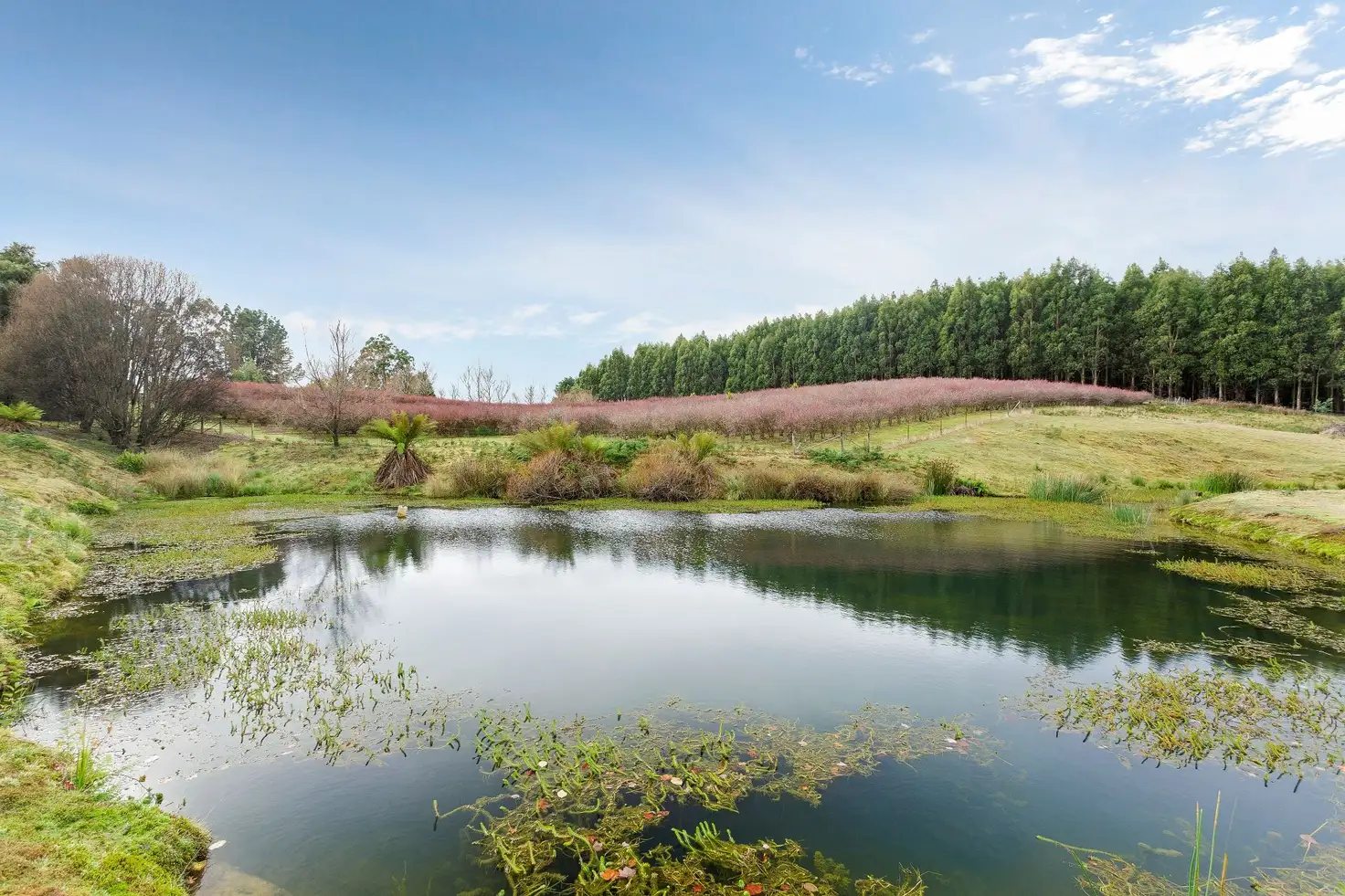 Main view of Homely house listing, 524 Golconda Road, Lilydale TAS 7268