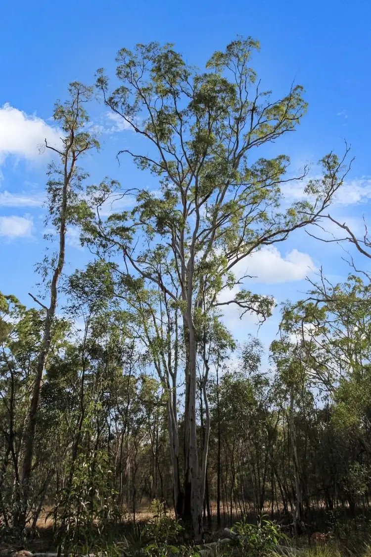 Sixth view of Homely rural property listing, Lot 35 Cnr Millmerran Woods Drive and Belar Court, Millmerran Woods QLD 4357