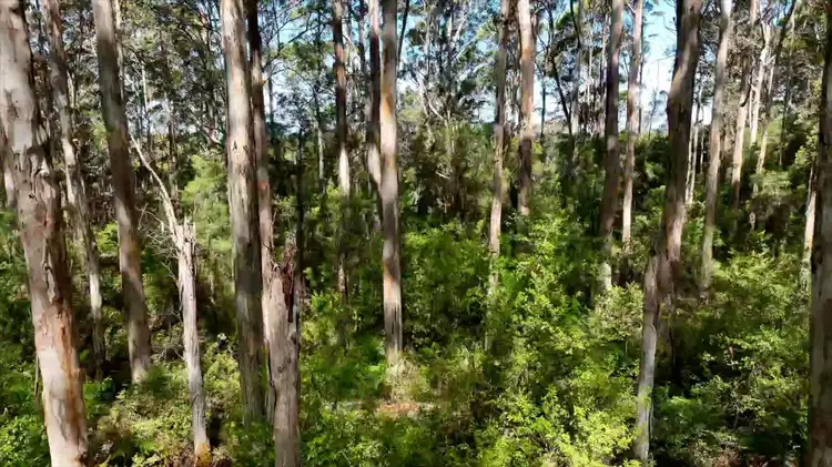 Third view of Homely rural property listing, 236 Guernsey Gully, Northcliffe WA 6262