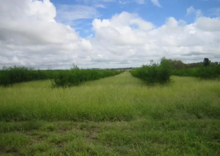 Seventh view of Homely rural property listing, 416 Duck Creek Road, Roma QLD 4455