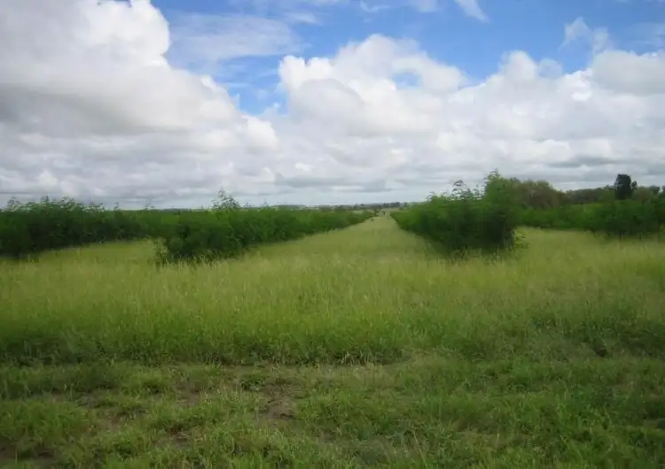 Seventh view of Homely rural property listing, 416 Duck Creek Road, Roma QLD 4455