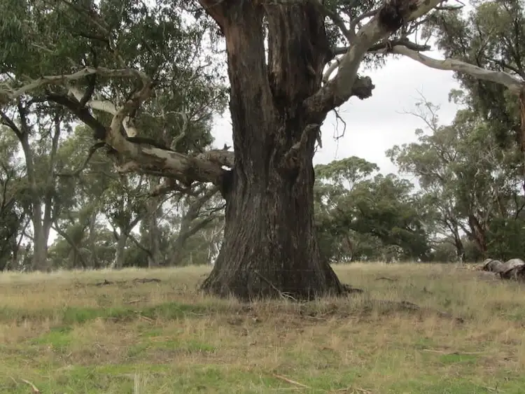 Sixth view of Homely rural property listing, Address available on request