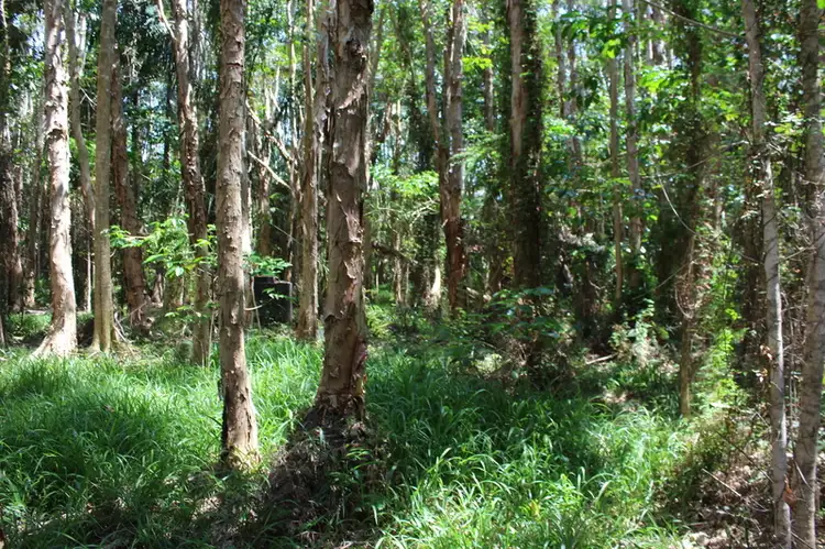 Seventh view of Homely land listing, Lot 14 Bangalow Road, Byron Bay NSW 2481