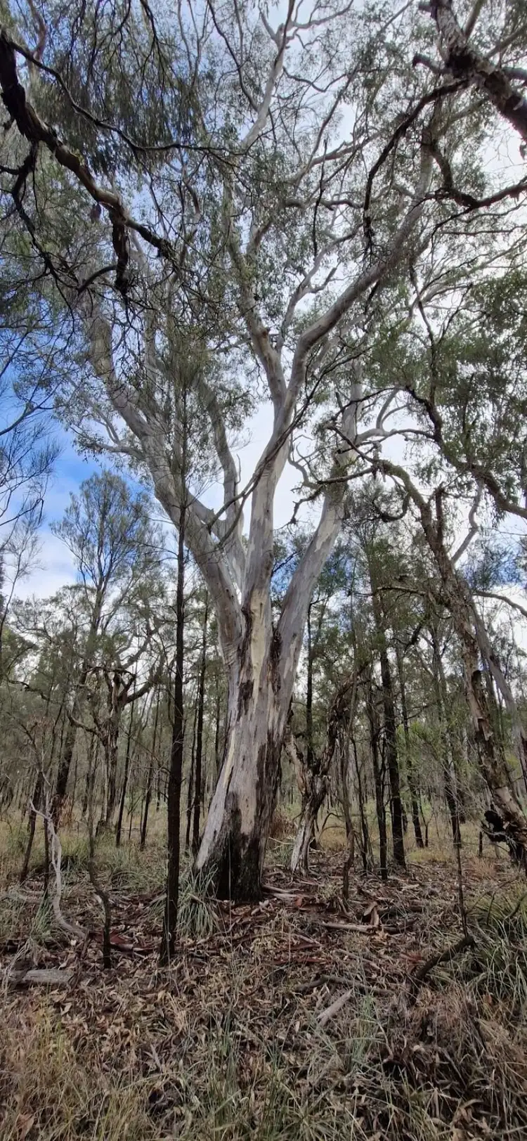 Lot 57 Gardenia Crescent, Millmerran Downs QLD 4357