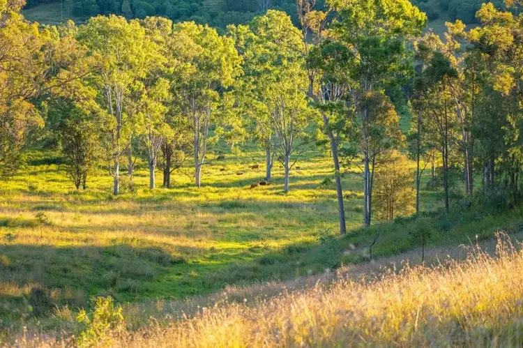 Fifth view of Homely rural property listing, Lot 6 Eel Creek Road, Langshaw QLD 4570