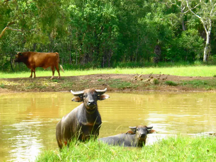 Fourth view of Homely rural property listing, 5 McHenry Road, Acacia Hills NT 822